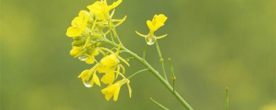 ​谷雨是什么意思