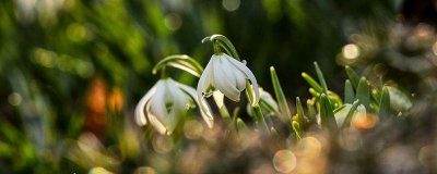 ​白芨种植条件